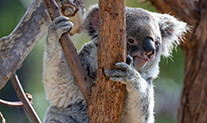 Koala in a tree