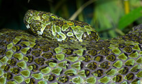 mang mountain pit viper