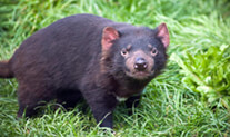tasmanian devil